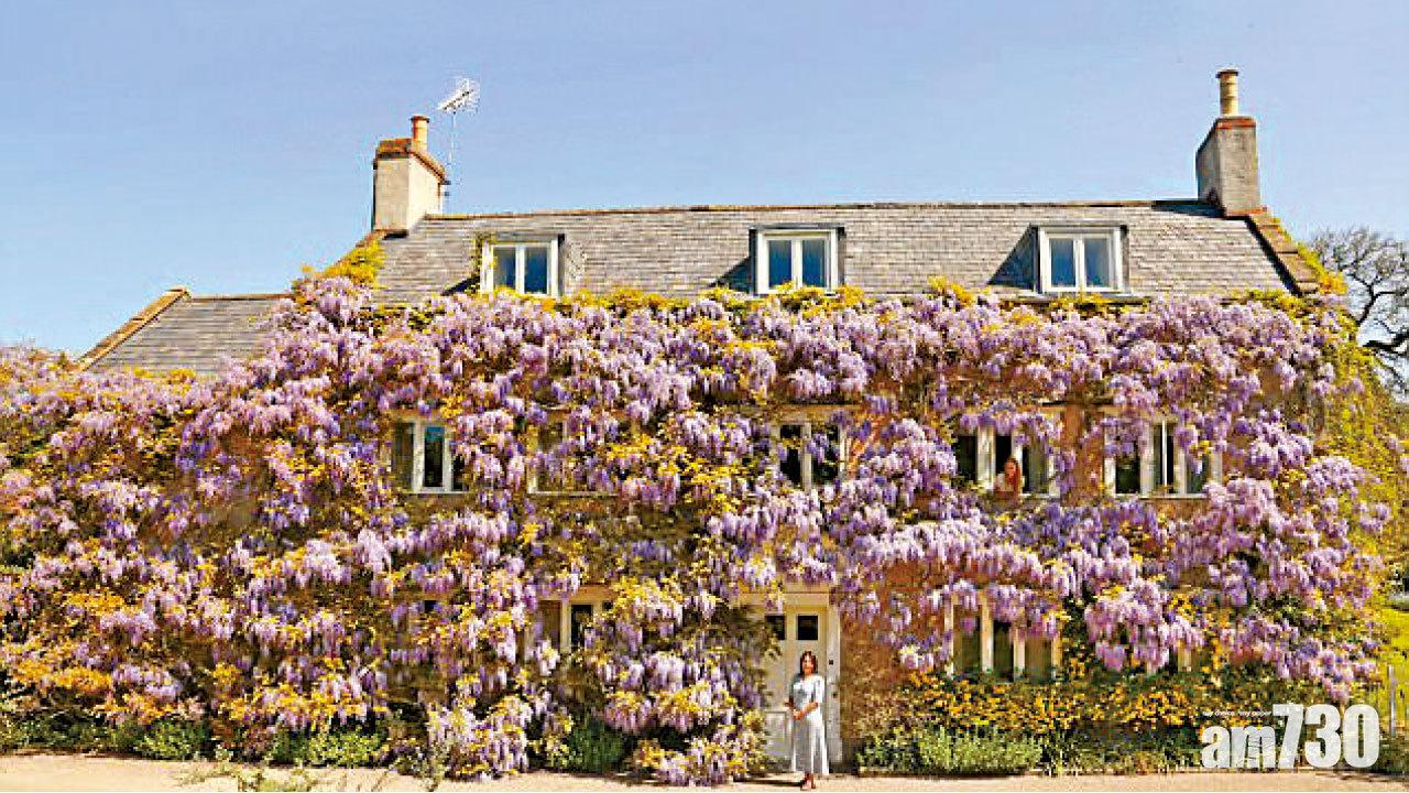 百歲紫藤築花牆