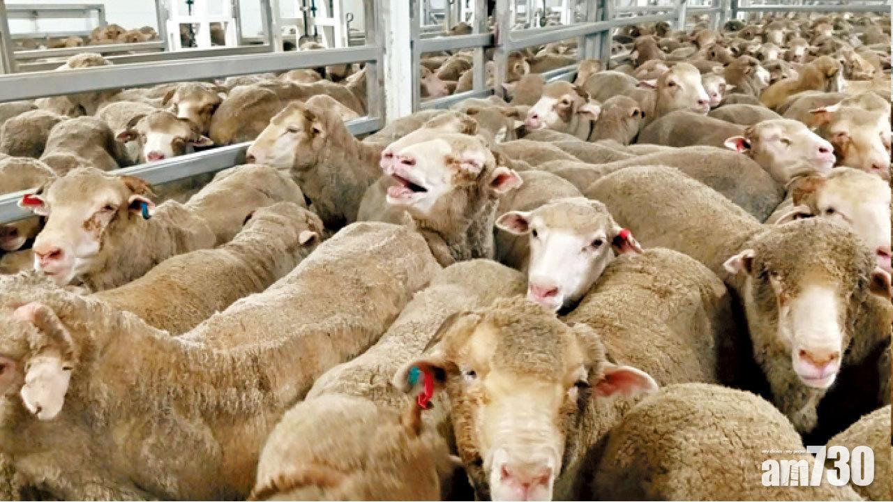 活羊運中東超虐待 澳政府照出口