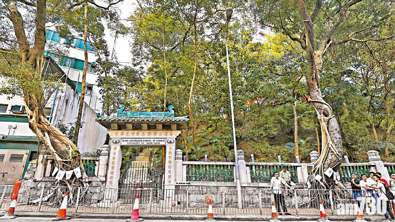 團體質疑當局未盡力保護  政府稱為安全斬兩老榕樹