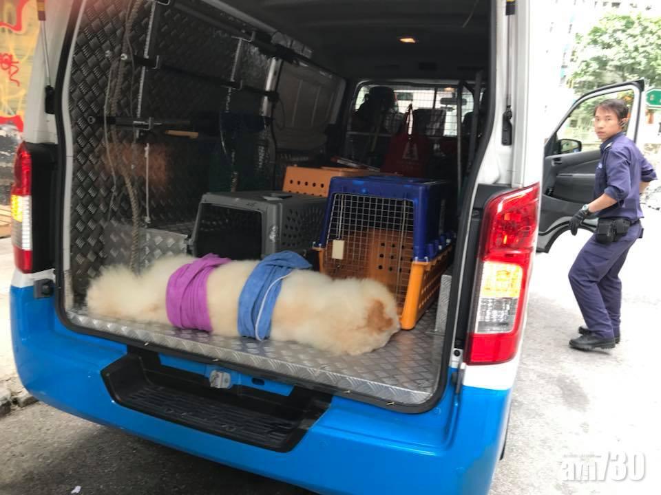 貪玩鬆獅困窗花  肥狗半天吊曝曬中暑