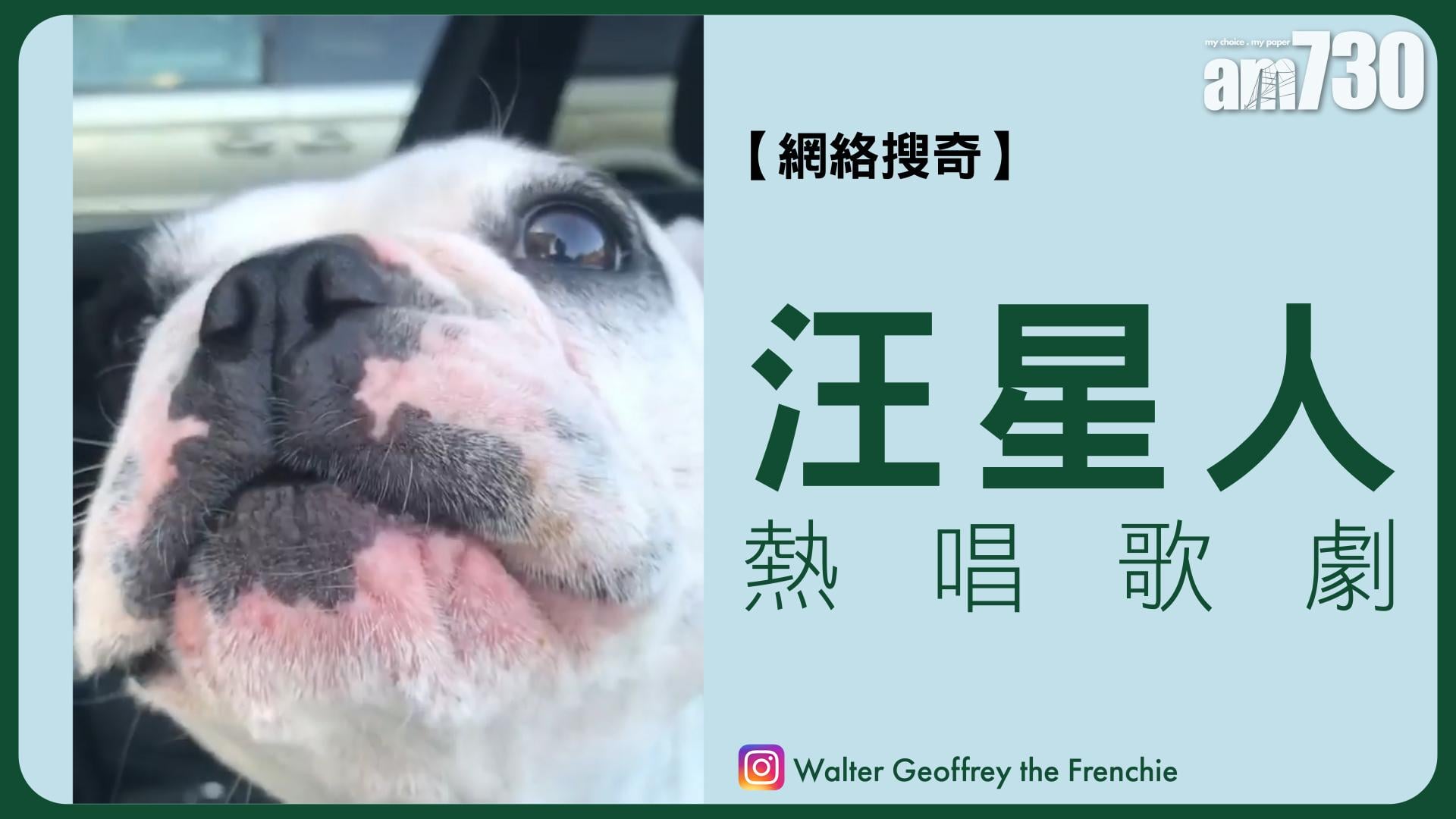 汪星人熱唱歌劇