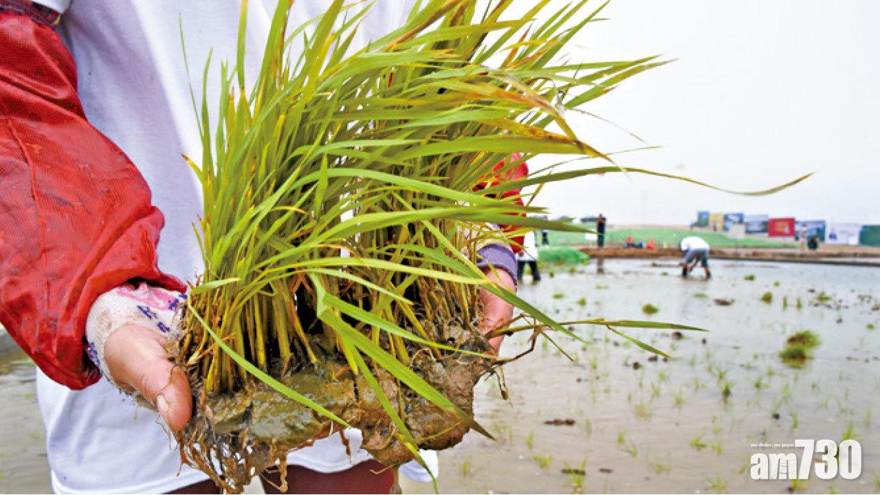 袁隆平新貢獻 杜拜沙漠種稻米