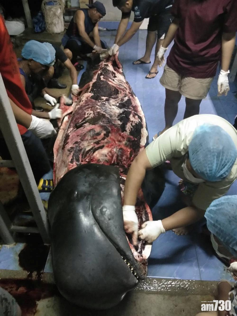 【膠袋污染】胃塞滿80個膠袋  領航鯨無法進食亡