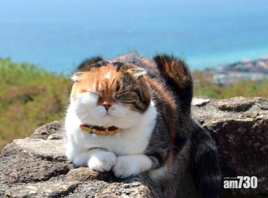 【有片】日本「人氣貓」登山睇富士山