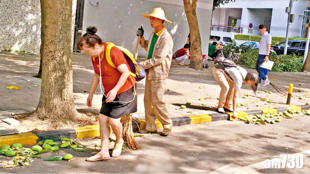 粵桂市民爭住摘 路邊芒受污染不宜吃