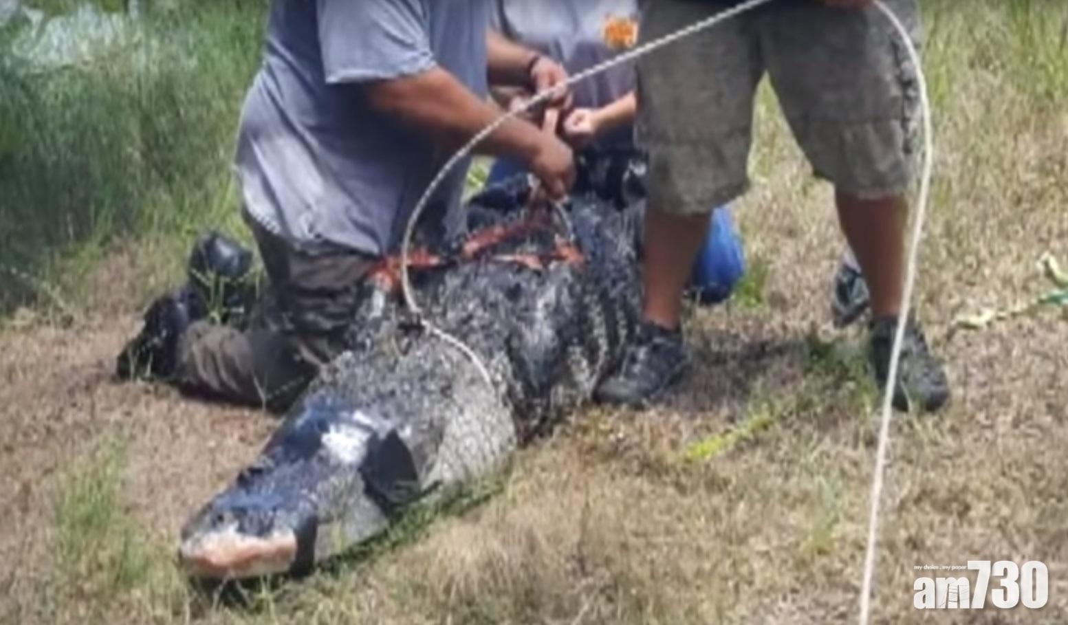 鱷魚體內留殘肢  佛州放狗婦疑遇襲死亡