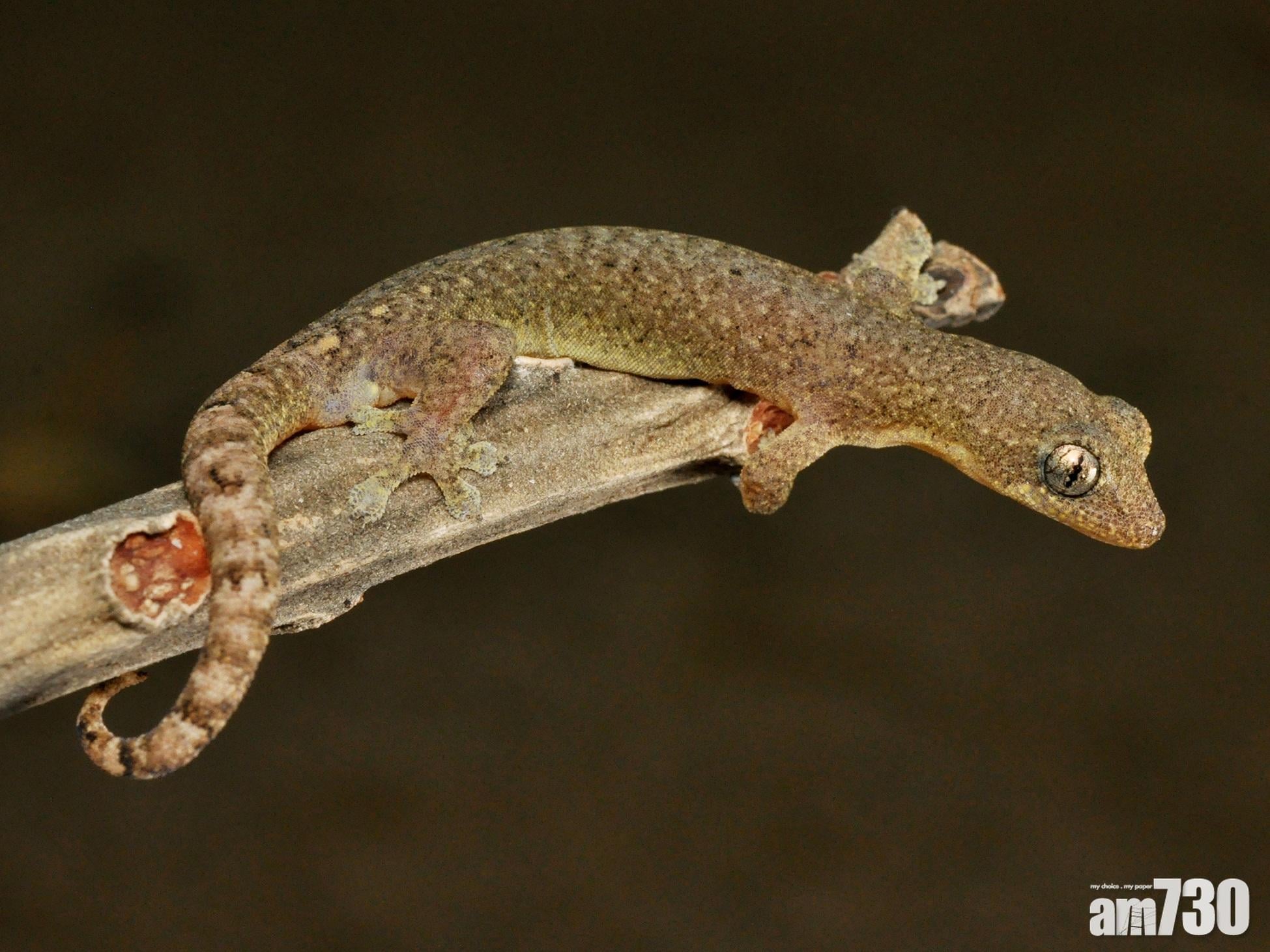 浸大學者證新種壁虎  命名「香港半葉趾虎」