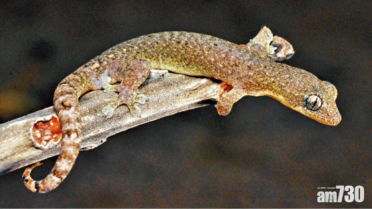 體型細 指趾皮瓣分裂 浸大證香港獨有壁虎品種 