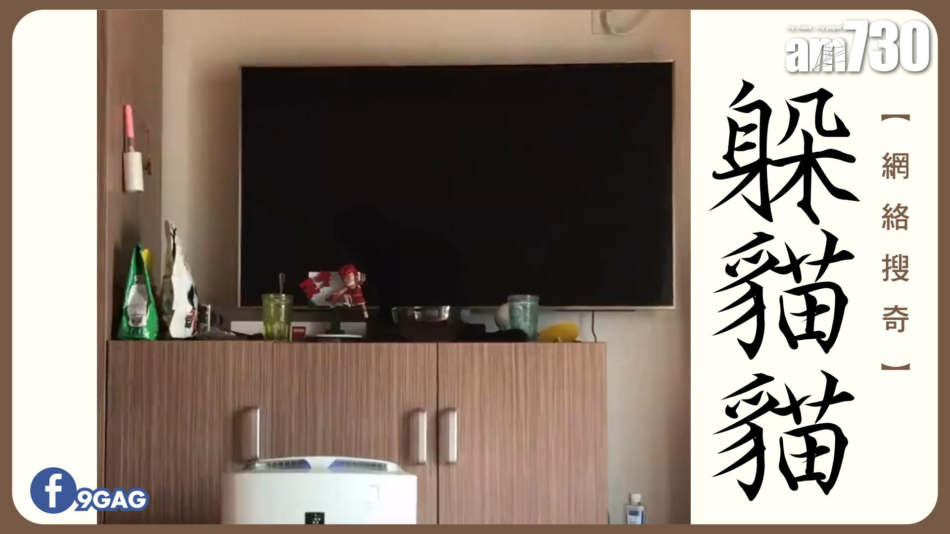 網絡搜奇︰躲貓貓