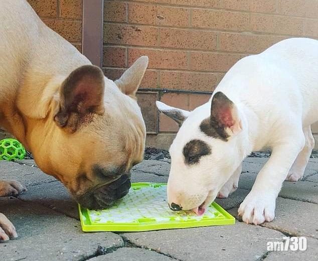 慢食解犬愁 月售16萬塊