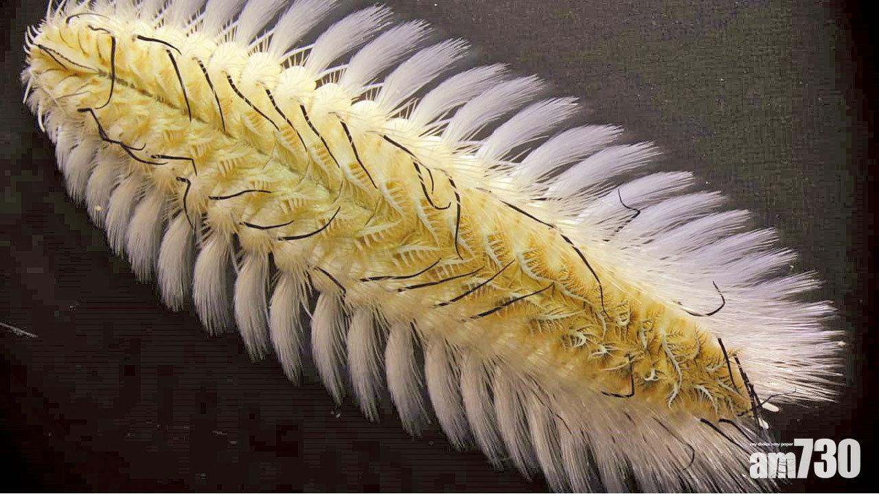 海毛蟲襲泳灘  學者料處繁殖期