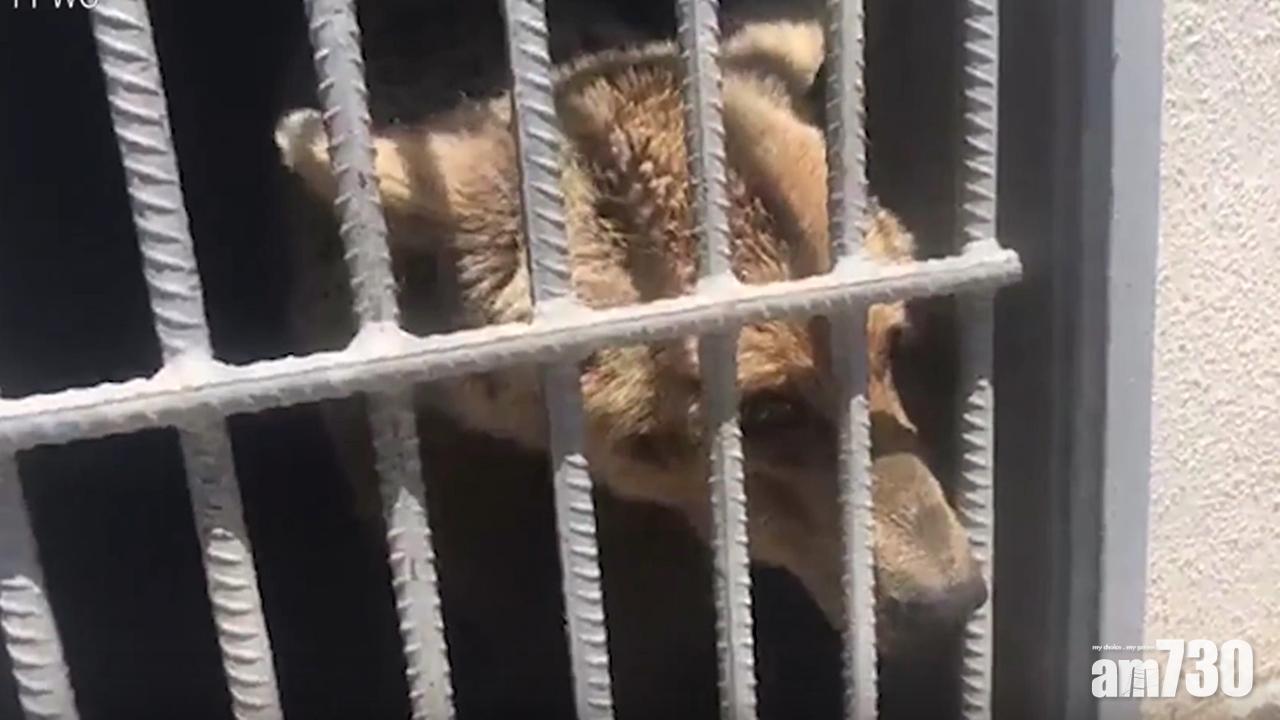 【有片】受虐棕熊被困多年 獲救後首次見陽光