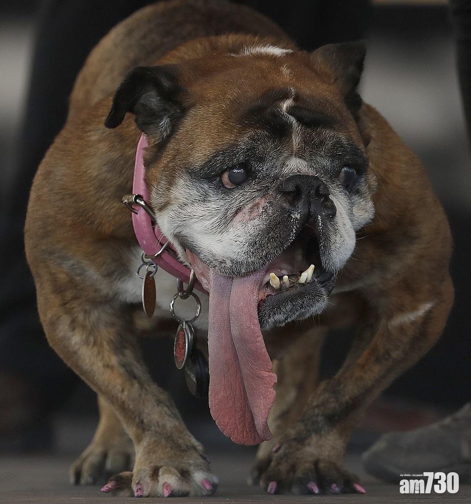 老虎狗醜霸天下