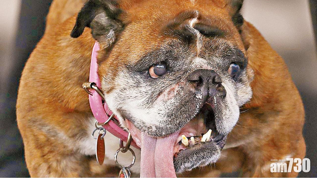 老虎狗醜霸天下