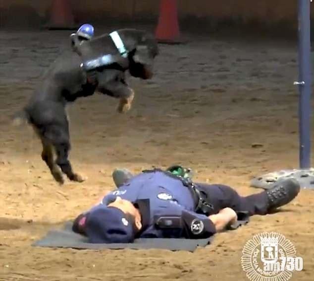 【窩心汪星人】訓練員昏倒 小警犬施心外壓