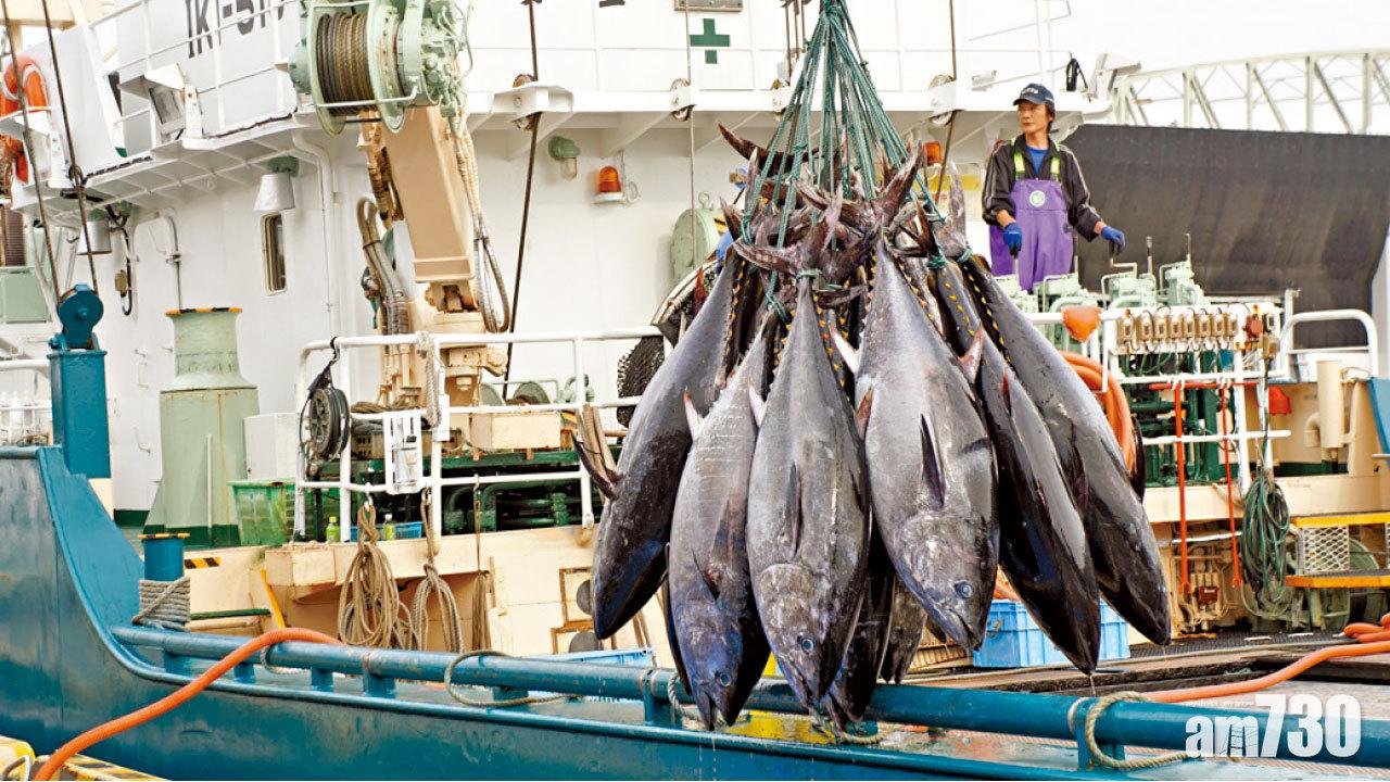 鳥取競投金槍魚