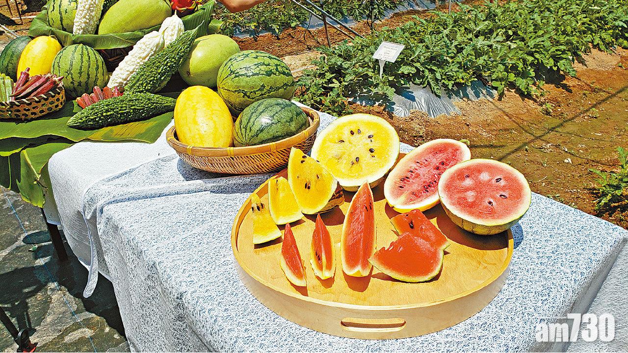 本地有機西瓜節明開鑼  農戶︰不遜進口貨