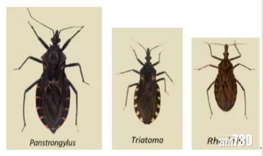 可傳播「新型愛滋病」 穗疾控中心懸紅捉錐蝽
