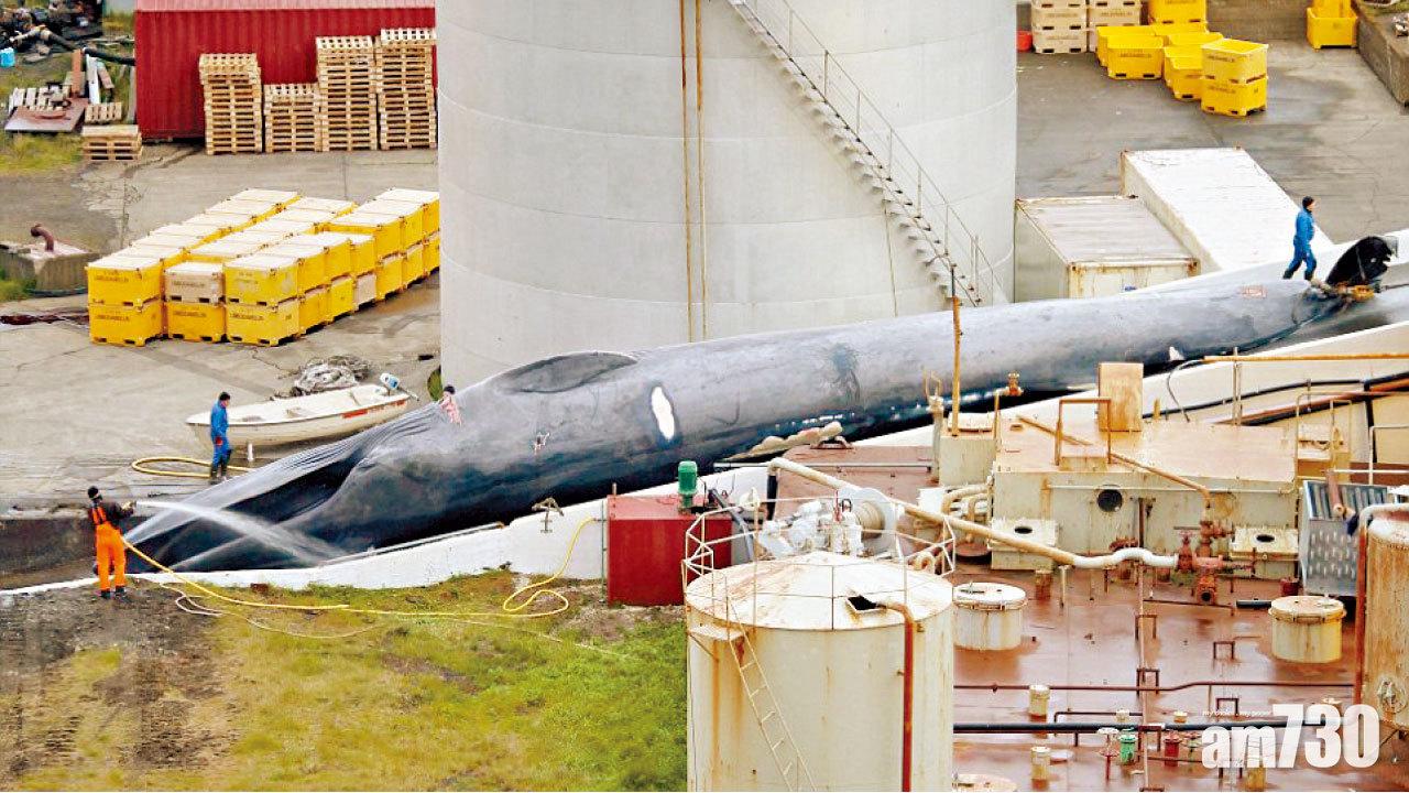 50年來首次 冰島公司非法獵藍鯨