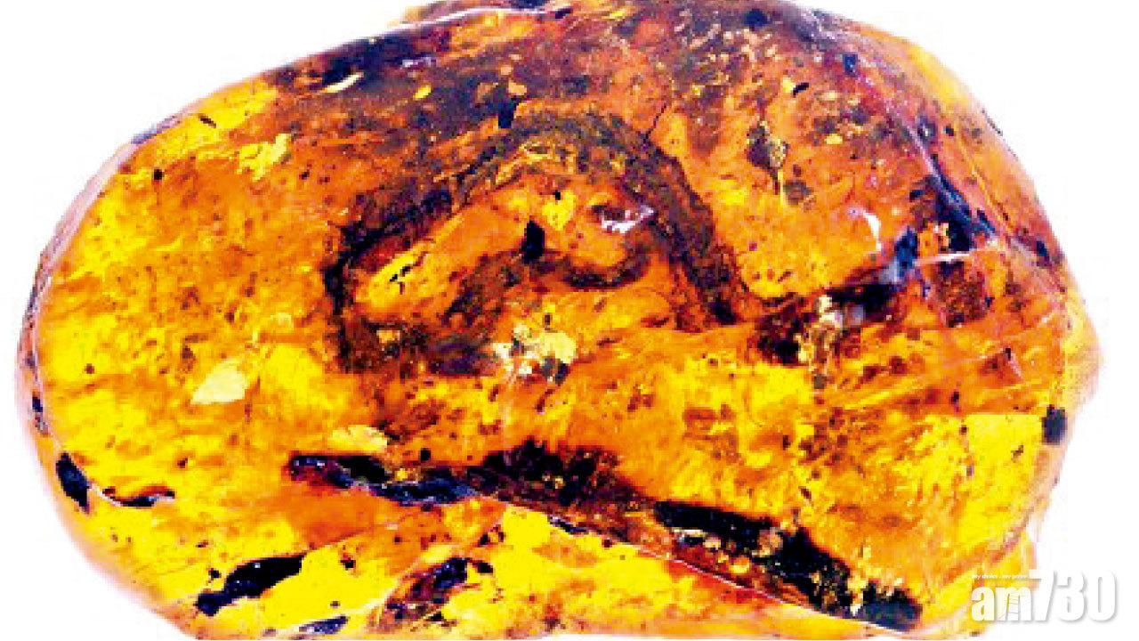 全球首塊蛇琥珀現世 古蛇以中國發現者命名