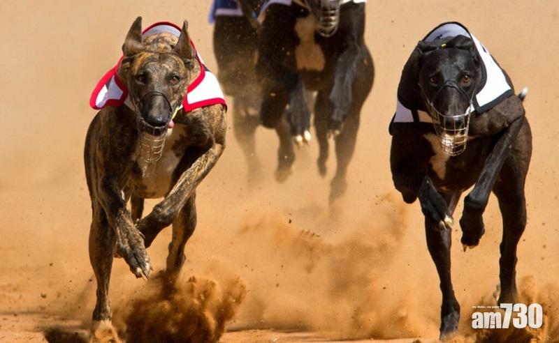 逸園棄養逾500隻格力犬  澳門民署予以讉責