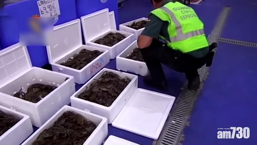 【入侵物種】西班牙搗華人倉庫檢500隻大閘蟹