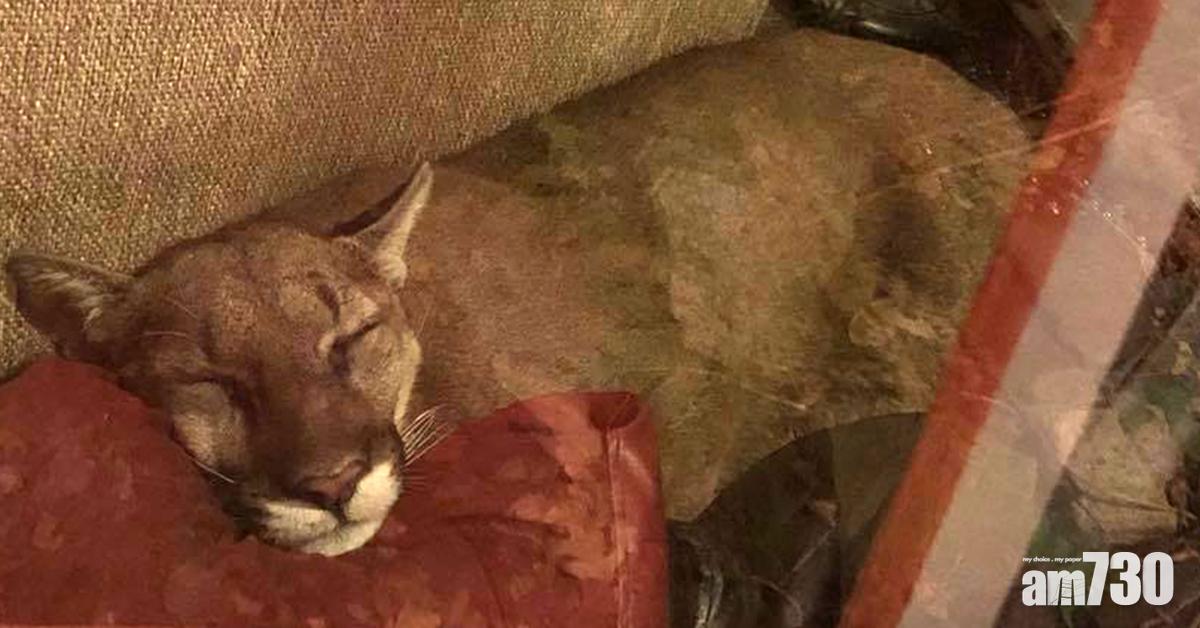 【眨眼表善意】美洲獅闖民居　梳化後熟睡如家貓