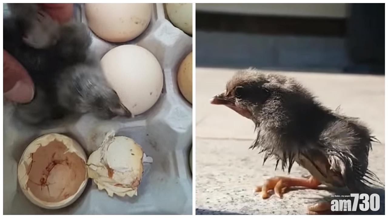 【有片】熱到爆！ 韓男雞蛋放陽台孵出小雞