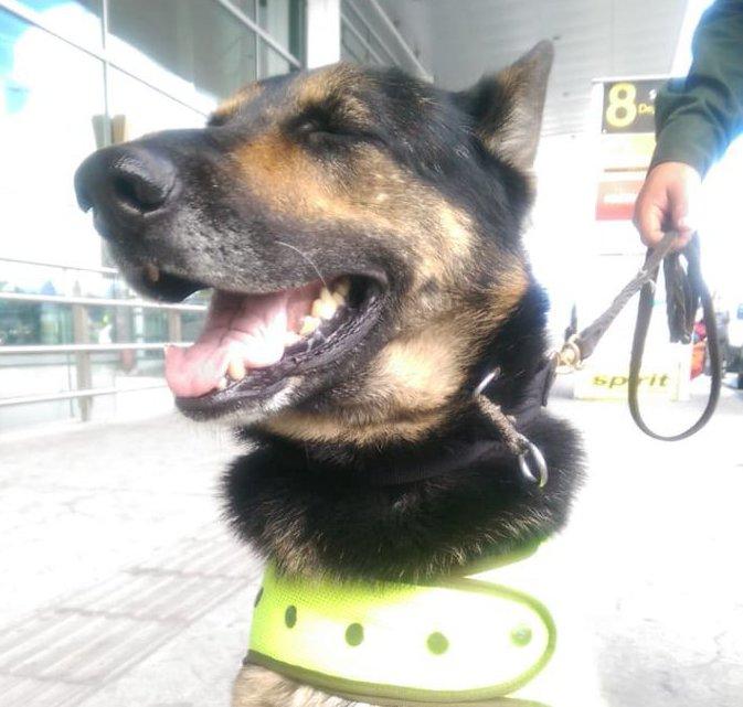 【掃毒英雄】呢隻狗狗好巴閉 毒販懸紅55萬取其首級