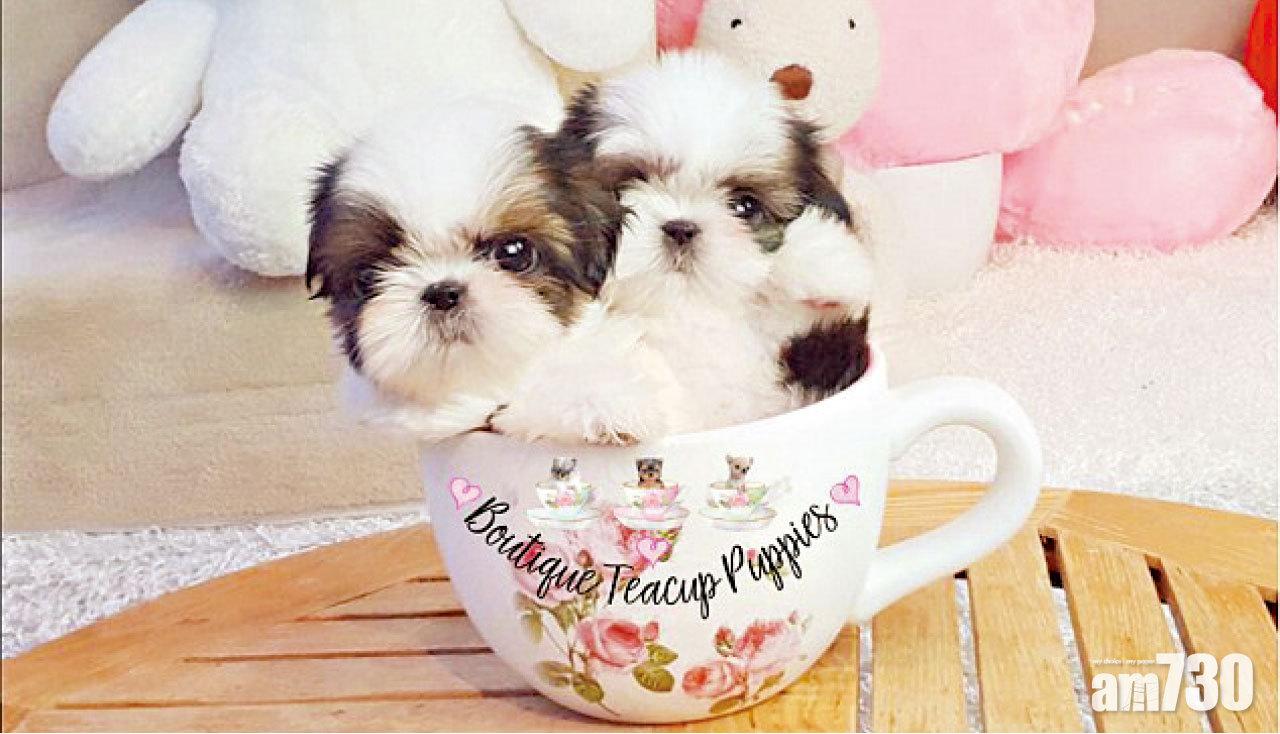 茶杯萌犬殘酷真相