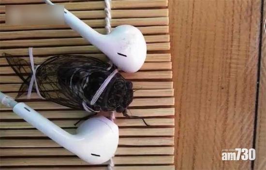 遼寧女嫌蟬太吵綁起報復 網民：得1個月命還不准發聲？