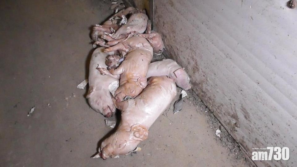 【暗中調查】英國養豬場虐待豬隻片段曝光 (有片)