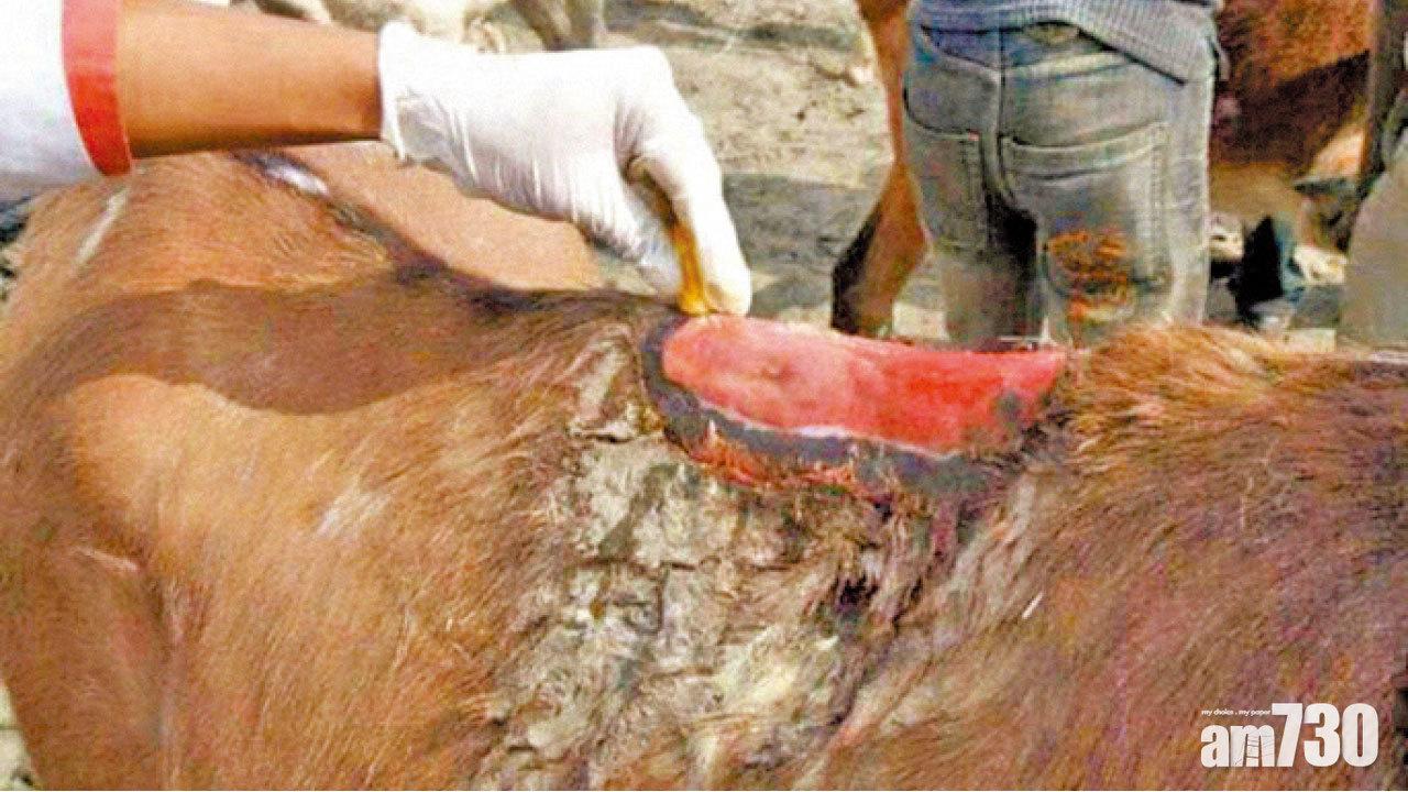 遊人日益癡肥 壓傷希臘載客驢仔