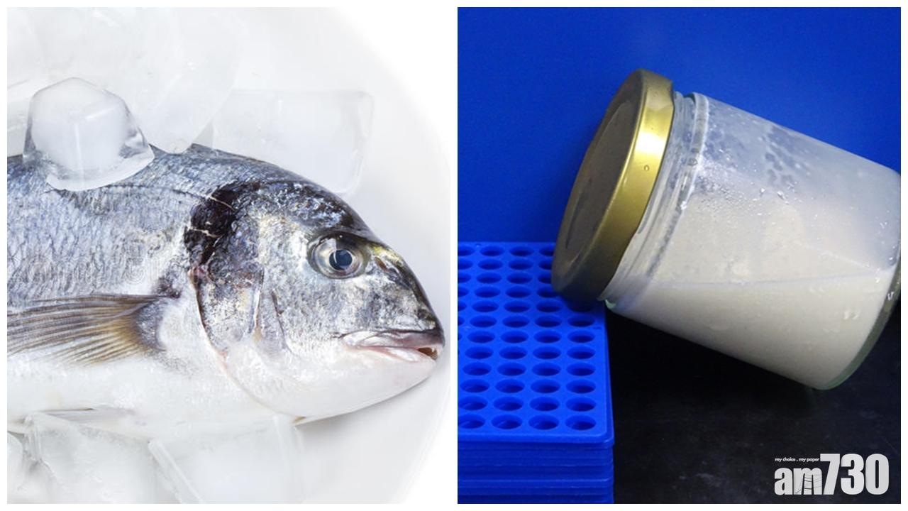 腸道篩選出乳酸菌 鱸魚都可變乳酪