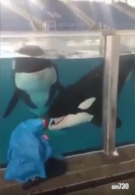 【有片】訓練員玩隱身挑戰 聰明殺人鯨不受騙