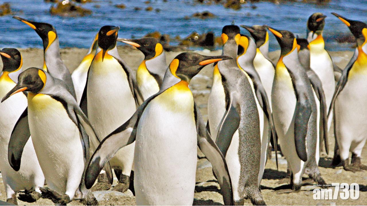 全球最大棲息地國王企鵝銳減90%