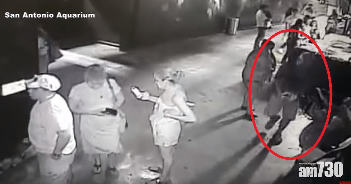 【騎呢盜竊】美國小偷眾目睽睽偷虎鯊BB(有片)