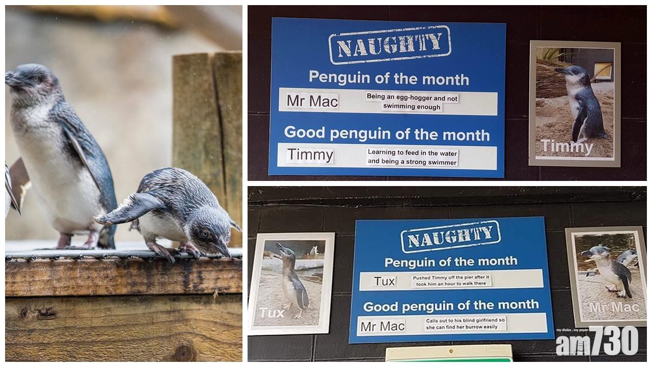 企鵝館每月公告「最跩企鵝」 列埋你知點跩法