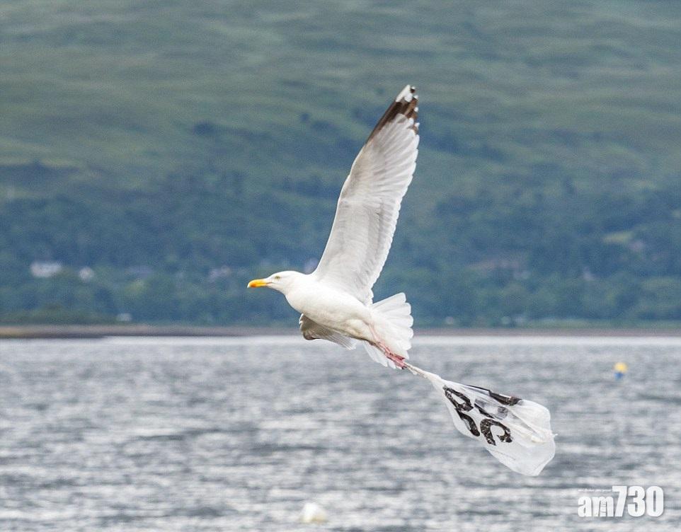 膠禍害死鷗