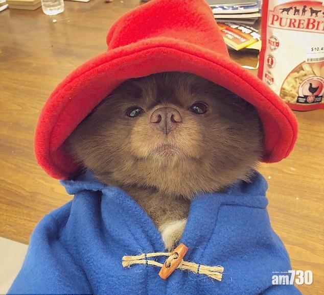 【真係好似呀】松鼠狗變身柏靈頓熊