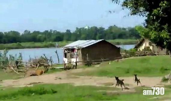 【英勇毛孩】猛虎過河嚇壞村民  狗狗護主趕走不速之客