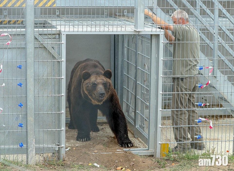 牢籠17年 棕熊邁出自由第一步