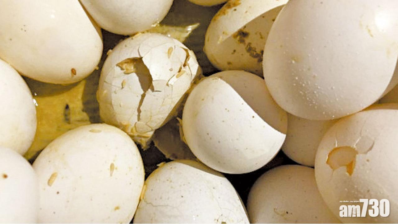 桃園蛋行製黑心蛋漿  95食肆糕餅店中招