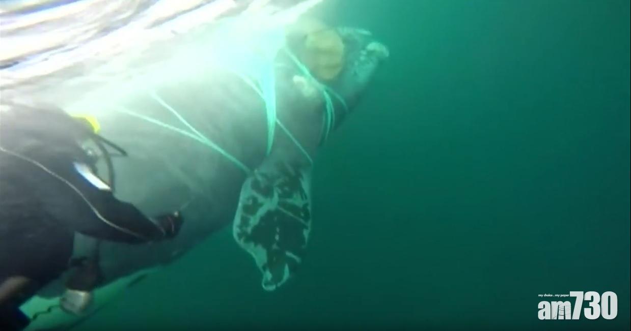 【漁民有責】慘慘鯨魚被纏漁網  幸獲智利軍人解救 (有片)