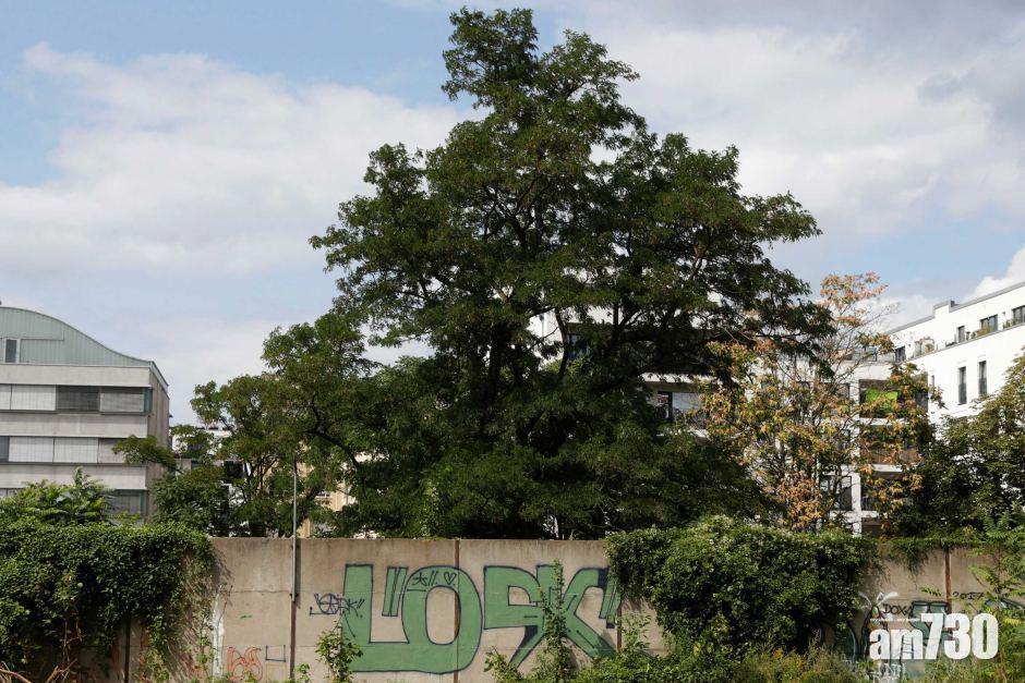 議員散步 意外發現柏林圍牆遺跡