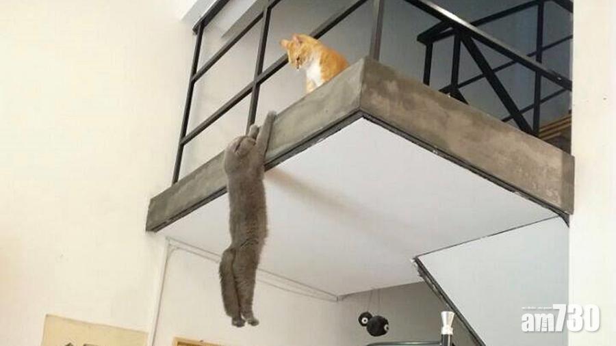 貓版羅密歐與茱麗葉