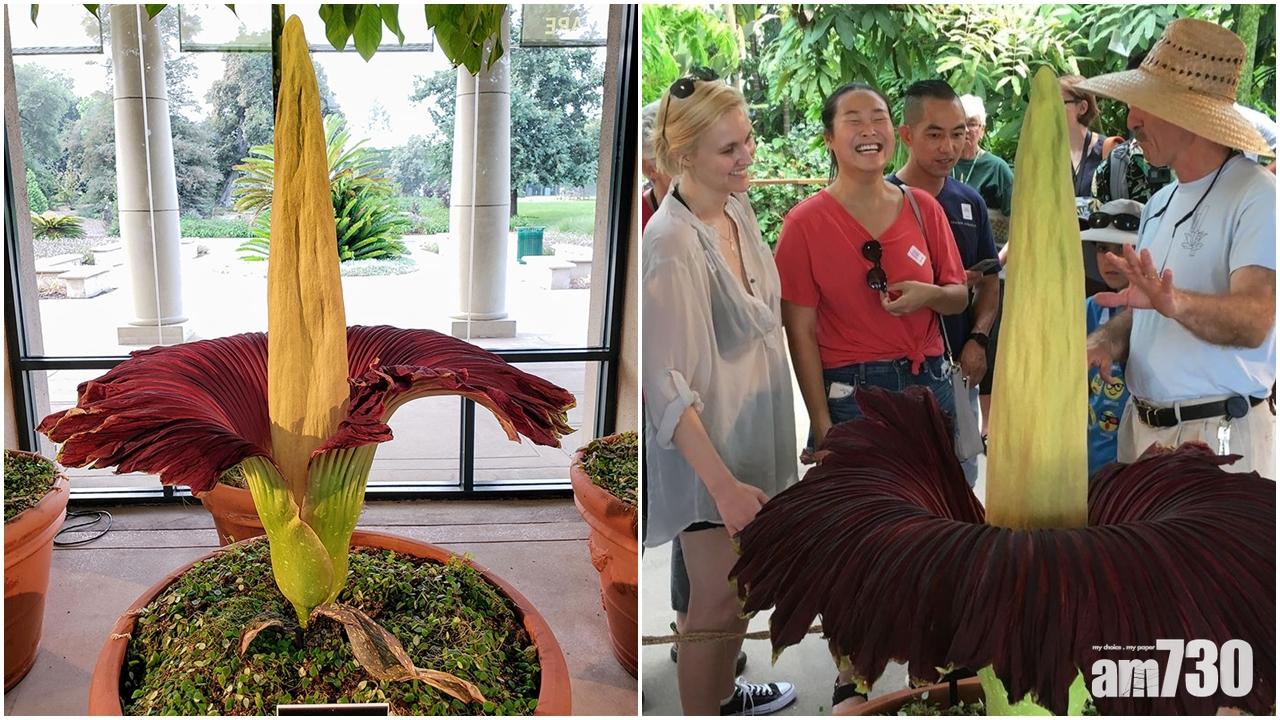 美加州圖書館「屍花」開花 人頭湧湧爭聞腐臭