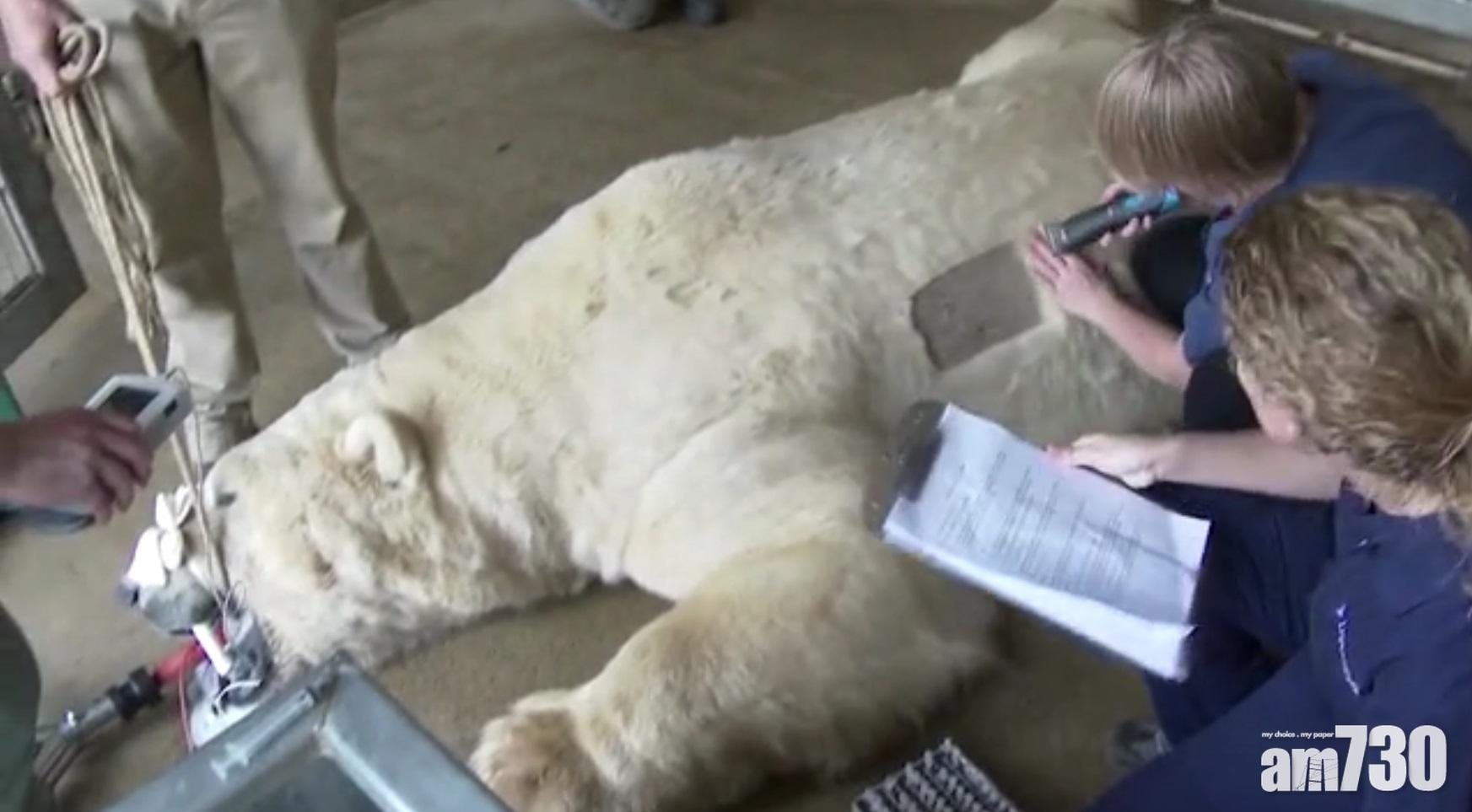 【陰功豬】北極熊掌腫成咁 疑患花粉過敏症