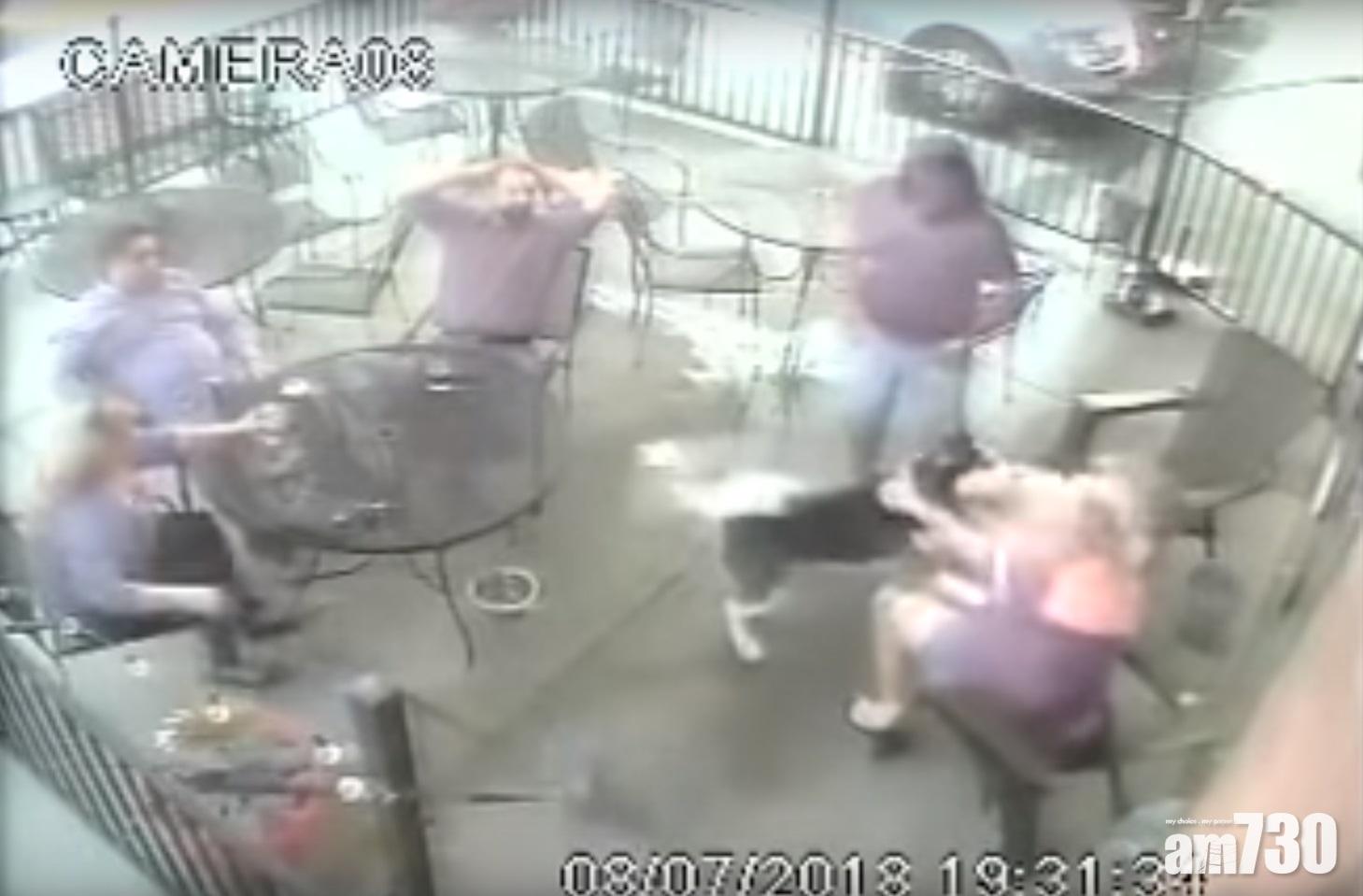 撫摸陌生雪橇犬遭咬 女子傷眼需整容 (有片)