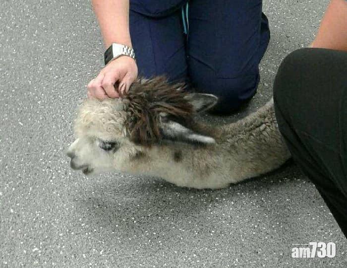 【好心定惡意】男子亂餵人類零食 1歲羊駝狂吃血中毒亡